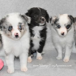 Misty's Toy Aussies breeder of Australian Shepherd