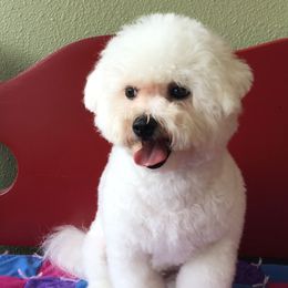 Misty - Bichon Frise