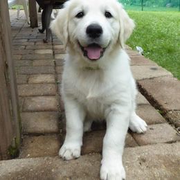 Golden Retriever Puppies from Chantilly Rose Hoffman's Puppies