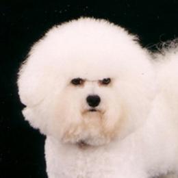 Trevor - Bichon Frise