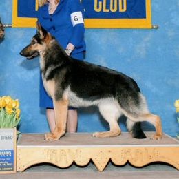 Ivy - German Shepherd