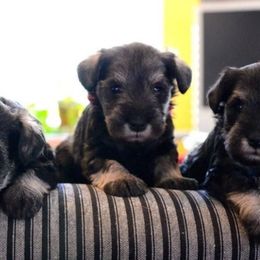 Miniature Schnauzer Puppies from Axcium Miniature Schnauzers