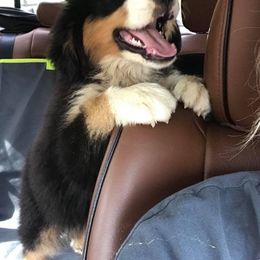  Puppies from Brooks Berner Bears