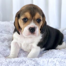 Beagle Puppies from Majestic Beagles