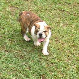 Bullmastiff and Bulldog Puppies from River Region Bullies