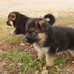 Australian Shepherd Puppies from Waldo German Shepherd Dogs