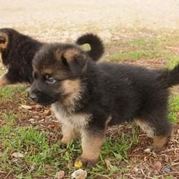 Australian Shepherd Puppies from Waldo German Shepherd Dogs