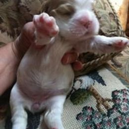 Cocker Spaniel Puppies from Dune Cockers