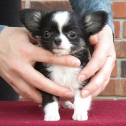 Chihuahua Puppies from True Shot Chihuahuas