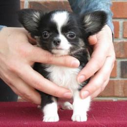 Chihuahua Puppies from True Shot Chihuahuas