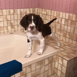 English Springer Spaniel Puppies from Whisky River Gun Dogs