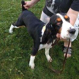 English Springer Spaniel All Grown Up from Saxonburg Springers