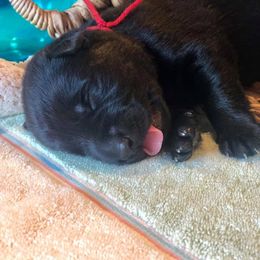  Puppies from Keys K9s