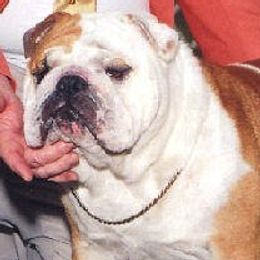 Moonraker - Bulldog