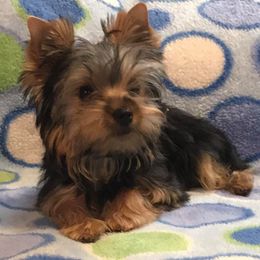 Yorkshire Terrier Puppies from Alaska’s Baby Yorkies