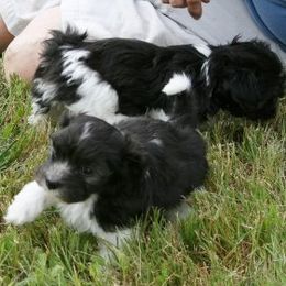 Maplecreek breeder of Havanese, Miniature Schnauzer