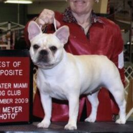 Jasmine - French Bulldog