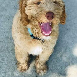 Goldendoodle and Bernedoodle Puppies from Doodling All Day Goldendoodles