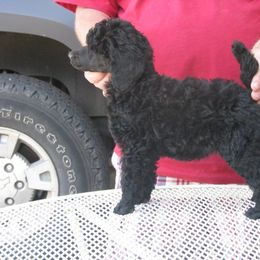 Poodle Puppies from Avalon Standard Poodles