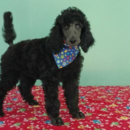 Standard Poodle Puppies from DancingCloud Kennels