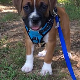 Boxer Puppies from BellRidge Boxers