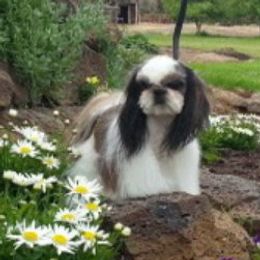 Tyler - Shih Tzu