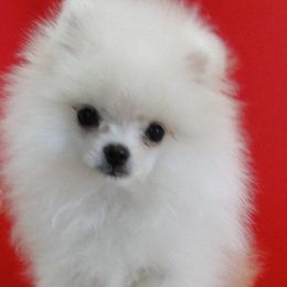 Pomeranian adult dog