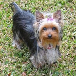 Pleasant Ridge Yorkshire Terriers & Maltese breeder of 
