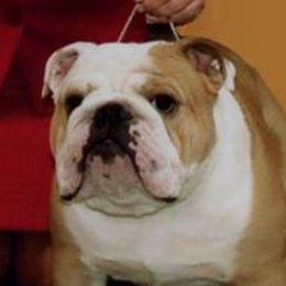 George - Bulldog