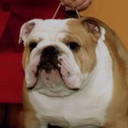 George - Bulldog