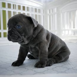 French Bulldog Puppies from French Pup