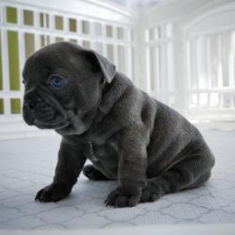 French Bulldog Puppies from French Pup