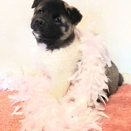 Akita Puppies from BleuMoon Akitas