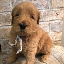 Bernedoodle and Goldendoodle Puppies from Jefferson Doodles