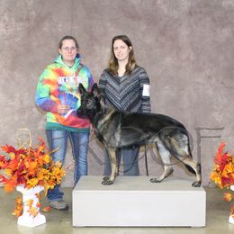 Kit - German Shepherd