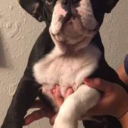 French Bulldog Puppies from Monarchy's Finest French Bulldogs