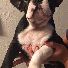 French Bulldog Puppies from Monarchy's Finest French Bulldogs