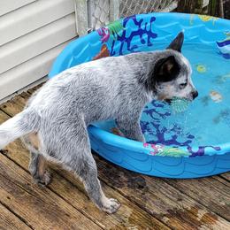 Australian Cattle Dog Puppies from Blue Coyote Ranch