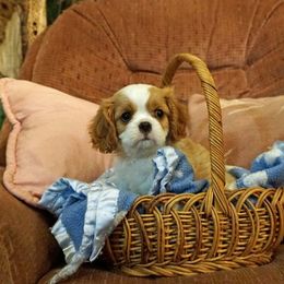 Cavalier King Charles Spaniel Puppies from Glenwood Cavaliers