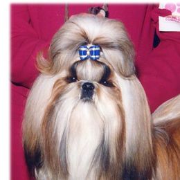 Shih Tzu adult dog