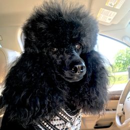 Olive - Poodle