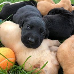 Rocky Ridge Labradors breeder of Labrador Retriever