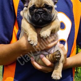 English Bulldog and French Bulldog Puppies from ClayBulldogs
