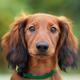 Dachshund