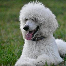 Poodle Puppies from Southern Standards Standard Poodles