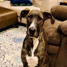 Great Dane Puppies from Dynamic Danes