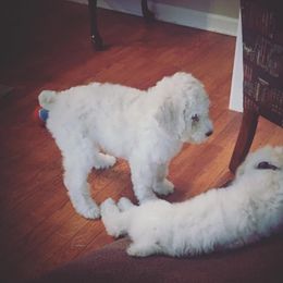 Poodle Puppies from Southern Standards Standard Poodles