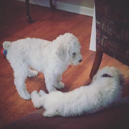 Poodle Puppies from Southern Standards Standard Poodles