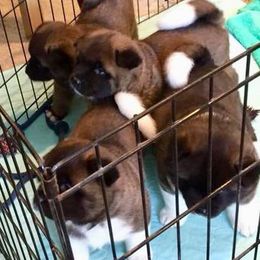 Akita Puppies from Chelsea's Akitas