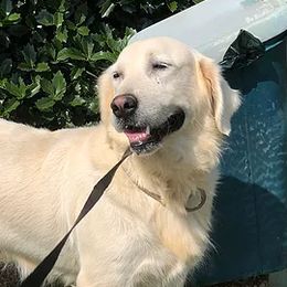 Snow - Golden Retriever
